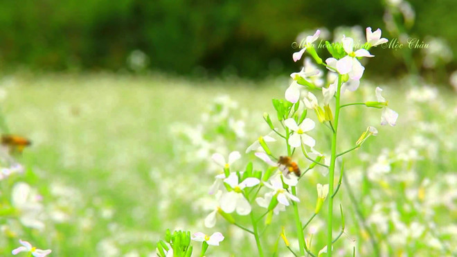 Rabanizas blancas en la tierra alta de Moc Chau ảnh 2 Rabanizas blancas en la tierra alta de Moc Chau ảnh 2