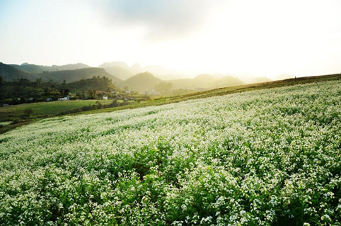 Rabanizas blancas en la tierra alta de Moc Chau ảnh 1 Rabanizas blancas en la tierra alta de Moc Chau ảnh 1