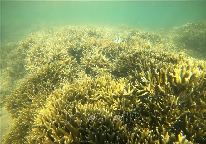 Día Internacional de la Biodiversidad: Unirse para restaurar ecosistemas ảnh 2