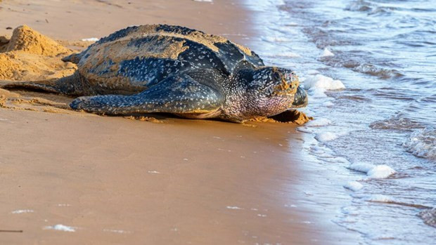 Camboya preserva tortugas en la lista de especies en peligro de extinción ảnh 1 Camboya preserva tortugas en la lista de especies en peligro de extinción ảnh 1