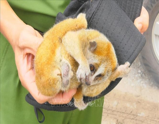 Provincia vietnamita empeñada en preservar loris en peligro de extinción ảnh 1