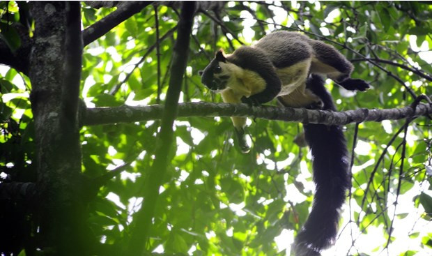 Vietnam se empeña en multiplicar las “acciones verdes” ảnh 2 Vietnam se empeña en multiplicar las “acciones verdes” ảnh 2