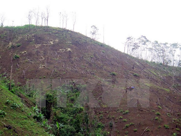 Inician procedimiento legal ante decenas de casos de deforestación en Vietnam ảnh 1 Inician procedimiento legal ante decenas de casos de deforestación en Vietnam ảnh 1