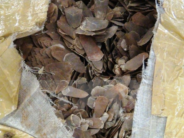 Expertos vietnamitas desmienten supuestas propiedades medicinales de pangolines ảnh 1