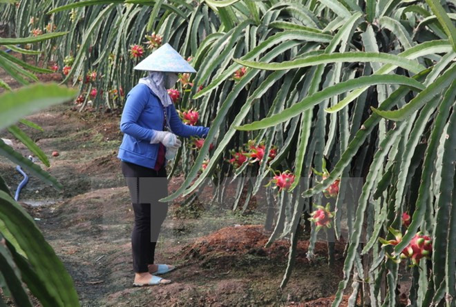 Vietnam exportará gran volumen de pitahayas de pulpa roja a Japón ảnh 1 Vietnam exportará gran volumen de pitahayas de pulpa roja a Japón ảnh 1