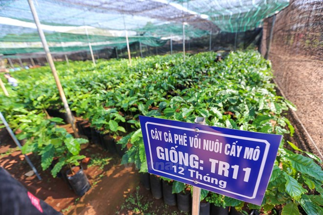 Ciudad Ho Chi Minh y Países Bajos impulsan cooperación en agricultura y tecnología ảnh 1