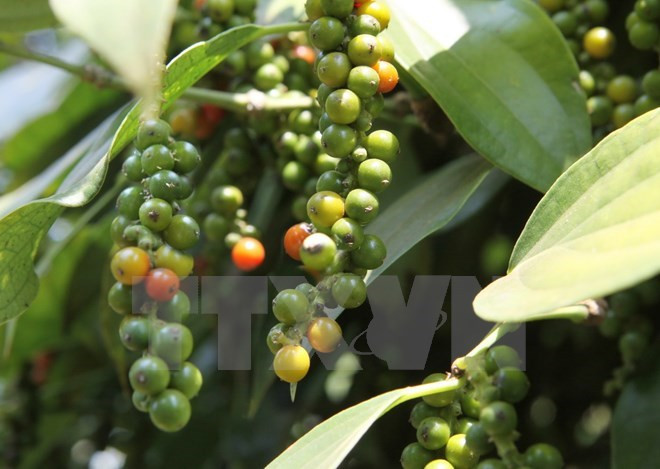 Vietnam busca incrementar tasa de café procesado ảnh 1 Vietnam busca incrementar tasa de café procesado ảnh 1
