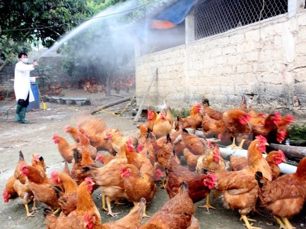 Registran nuevo brote de gripe aviar A/H5N6 en provincia vietnamita ảnh 1 Registran nuevo brote de gripe aviar A/H5N6 en provincia vietnamita ảnh 1
