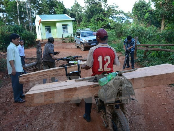 Premier vietnamita pide investigar la deforestación en Kon Tum ảnh 1