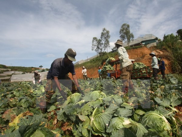 Vietnam reconoce a campesinos destacados en proceso nacional de renovación ảnh 1 Vietnam reconoce a campesinos destacados en proceso nacional de renovación ảnh 1