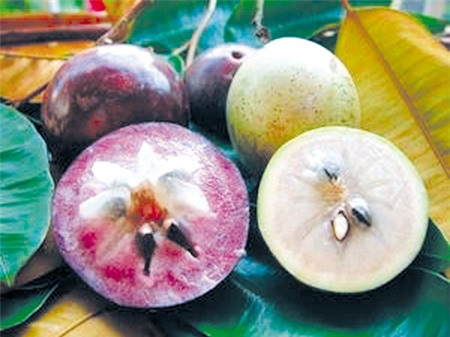 Vietnam exportará caimito a Estados Unidos ảnh 1 Vietnam exportará caimito a Estados Unidos ảnh 1