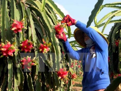 Ciudad vietnamita coopera con Japón en desarrollo de granja modelo ảnh 1 Ciudad vietnamita coopera con Japón en desarrollo de granja modelo ảnh 1