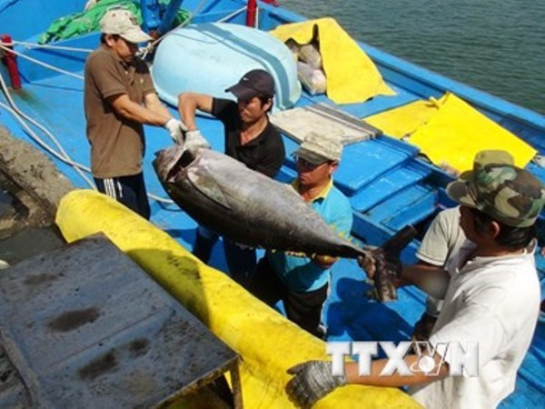 Atún y maricos impulsan crecimiento de exportaciones acuícolas de Vietnam ảnh 1 Atún y maricos impulsan crecimiento de exportaciones acuícolas de Vietnam ảnh 1