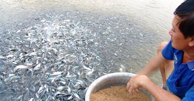 Camboya veda importaciones de pescados en beneficio de piscicultura nacional ảnh 1 Camboya veda importaciones de pescados en beneficio de piscicultura nacional ảnh 1