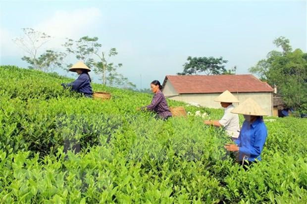 Exportación de té vietnamita alcanza 220 millones de dólares en 2020 ảnh 1