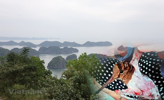 Vietnam por fortalecer la gestión de aves silvestres migratorias ảnh 1 Vietnam por fortalecer la gestión de aves silvestres migratorias ảnh 1