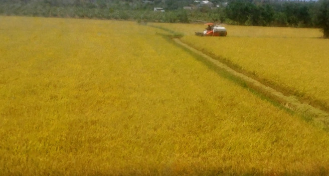 Provincia vietnamita de Long An ampliará modelos de protección ambiental ảnh 1 Provincia vietnamita de Long An ampliará modelos de protección ambiental ảnh 1