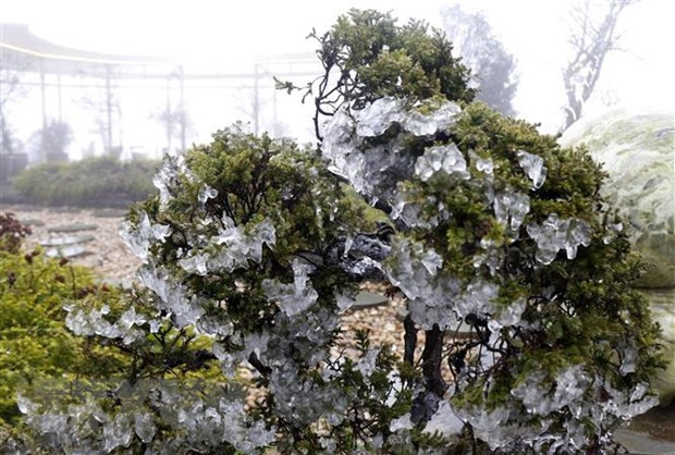 Suspenden clases en localidades montañosas de Vietnam por frío severo ảnh 1 Suspenden clases en localidades montañosas de Vietnam por frío severo ảnh 1