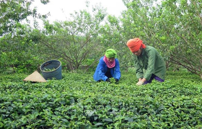 BM: Impresiona la tasa de reducción de pobreza en Vietnam en últimos 10 años ảnh 1 BM: Impresiona la tasa de reducción de pobreza en Vietnam en últimos 10 años ảnh 1
