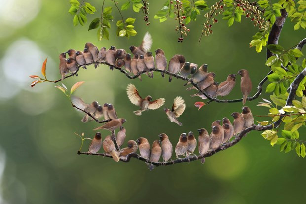 Fotógrafo vietnamita gana premios en concurso Spring Clicks 2022 ảnh 1 Fotógrafo vietnamita gana premios en concurso Spring Clicks 2022 ảnh 1