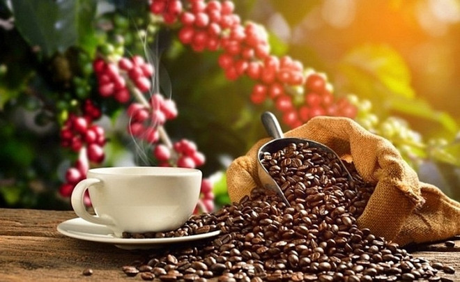 Más de 80 muestras de café participan en Taza de Excelencia de Vietnam 2022 ảnh 1 Más de 80 muestras de café participan en Taza de Excelencia de Vietnam 2022 ảnh 1