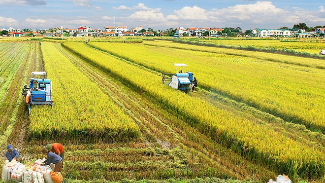 Ministro vietnamita destaca papel de cooperativas en desarrollo de economía agrícola ảnh 1 Ministro vietnamita destaca papel de cooperativas en desarrollo de economía agrícola ảnh 1