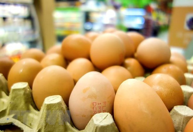 Indonesia exportará huevos a Singapur ảnh 1 Indonesia exportará huevos a Singapur ảnh 1