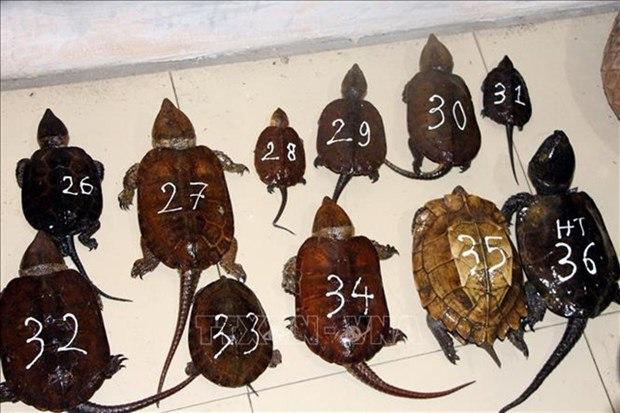 Detienen a dos individuos por contrabando de especies en peligro de extinción ảnh 1 Detienen a dos individuos por contrabando de especies en peligro de extinción ảnh 1