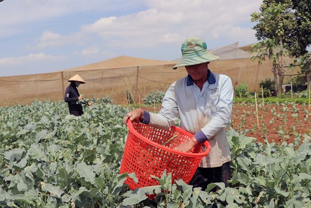Provincia vietnamita de Lam Dong busca expandir agricultura orgánica ảnh 1 Provincia vietnamita de Lam Dong busca expandir agricultura orgánica ảnh 1