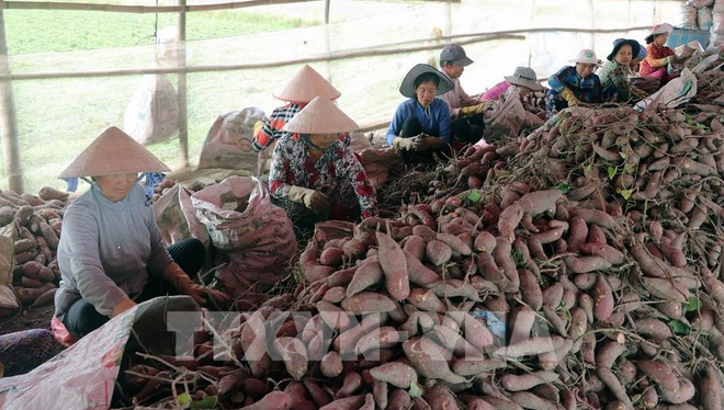 Listo primer lote de boniato vietnamita para exportar a China ảnh 1 Listo primer lote de boniato vietnamita para exportar a China ảnh 1