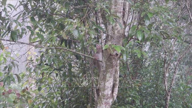 Libren al hábitat natural a tres macacos de cola de cerdo en provincia vietnamita ảnh 2 Libren al hábitat natural a tres macacos de cola de cerdo en provincia vietnamita ảnh 2