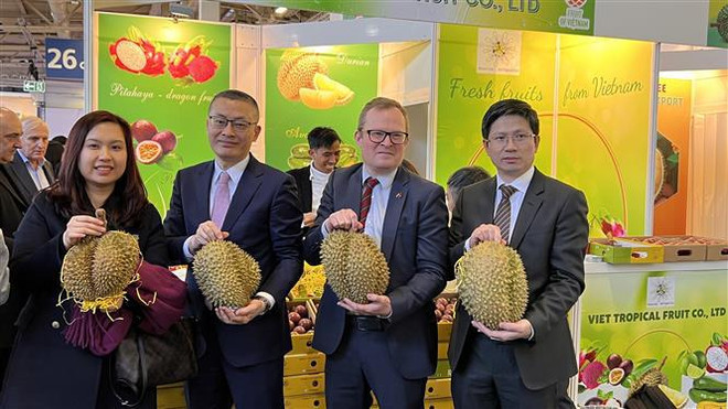 Empresas vietnamitas buscan oportunidades en Fruit Logistica 2023 ảnh 2