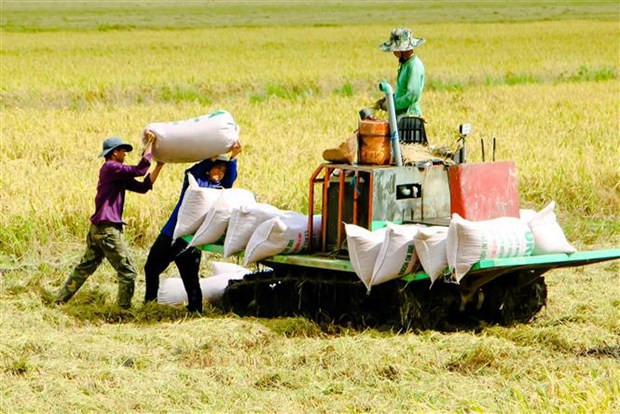 Exportaciones de arroz vietnamita seguirán aumentando en 2023, según expertos ảnh 1