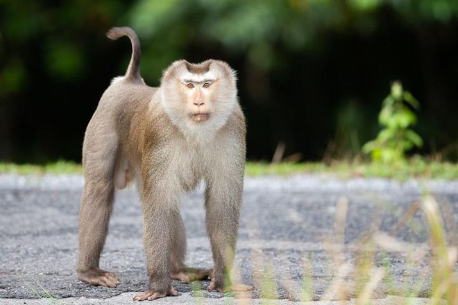 Libren al hábitat natural a tres macacos de cola de cerdo en provincia vietnamita ảnh 1 Libren al hábitat natural a tres macacos de cola de cerdo en provincia vietnamita ảnh 1