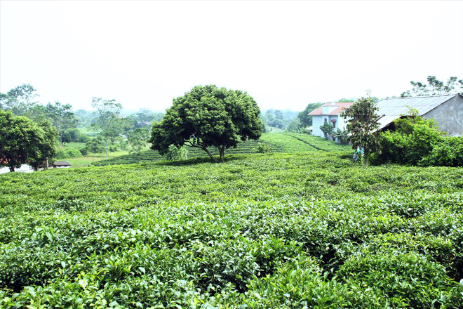 Té vietnamita se extiende al mercado mundial ảnh 1