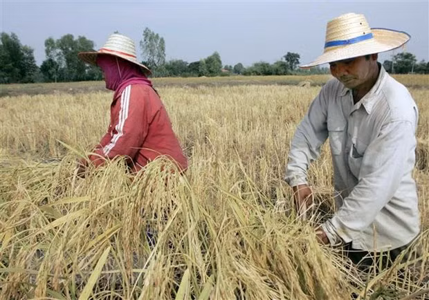 Exportaciones de arroz de Tailandia superan objetivo trazado ảnh 1 Exportaciones de arroz de Tailandia superan objetivo trazado ảnh 1
