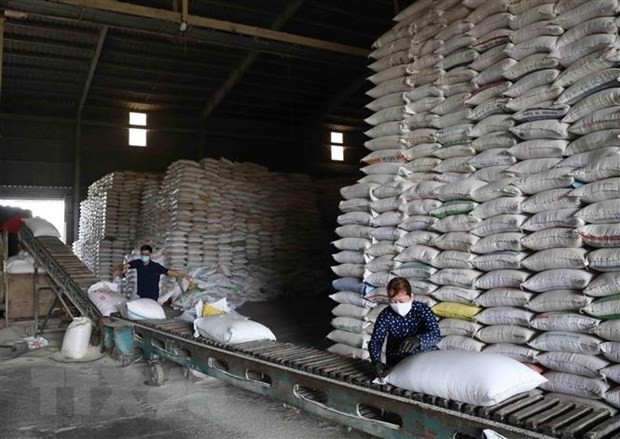 Precio del arroz vietnamita en su nivel más alto en dos años ảnh 1 Precio del arroz vietnamita en su nivel más alto en dos años ảnh 1