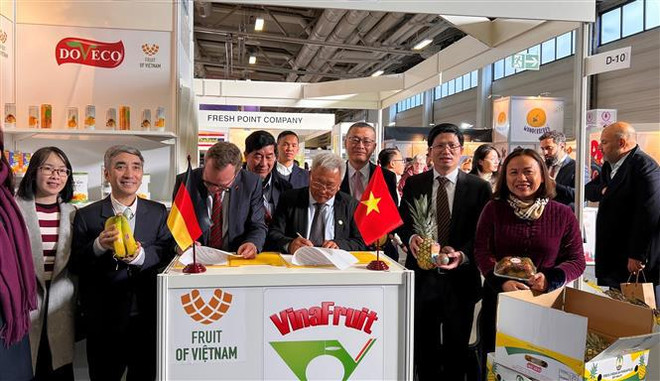Empresas vietnamitas buscan oportunidades en Fruit Logistica 2023 ảnh 1