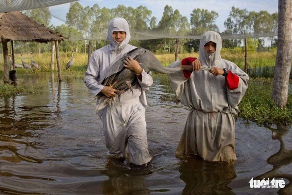 Dong Thap se esfuerza para conservar las grullas de cabeza roja ảnh 2 Dong Thap se esfuerza para conservar las grullas de cabeza roja ảnh 2