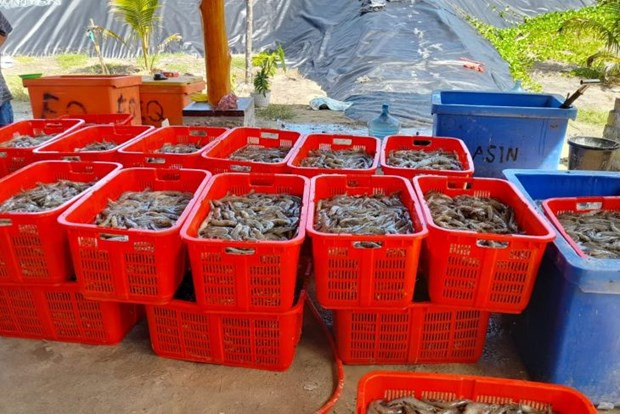 Indonesia por aumentar producción de camarones a dos millones de toneladas ảnh 1