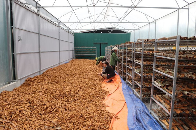 Provincia vietnamita de Quang Ninh por ampliar producción agrícola orgánica ảnh 2 Provincia vietnamita de Quang Ninh por ampliar producción agrícola orgánica ảnh 2