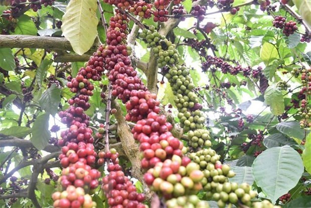 Vietnam, segundo mayor proveedor de café en el mundo ảnh 1 Vietnam, segundo mayor proveedor de café en el mundo ảnh 1