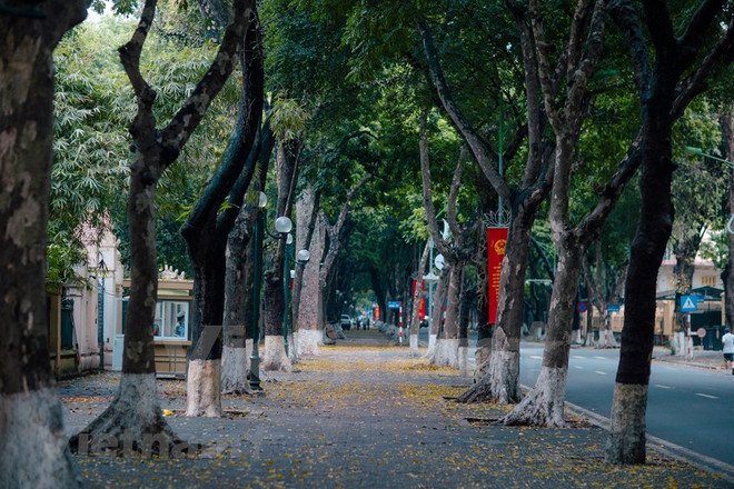 Árbol de dracontomelon, especialidad de Hanoi ảnh 1 Árbol de dracontomelon, especialidad de Hanoi ảnh 1