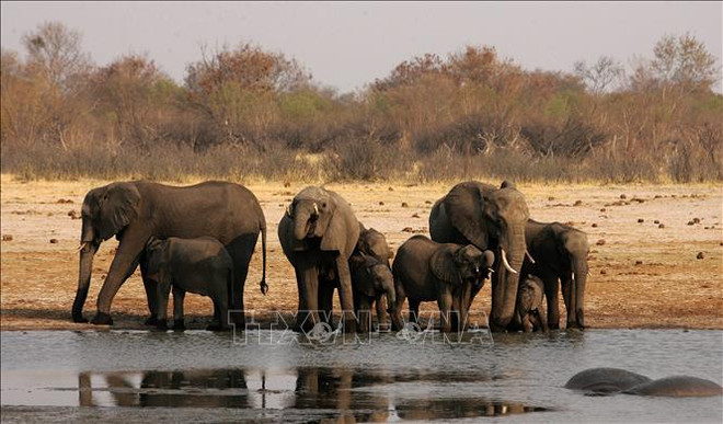 Lanzan cortometraje para alentar a proteger la vida silvestre ảnh 1 Lanzan cortometraje para alentar a proteger la vida silvestre ảnh 1