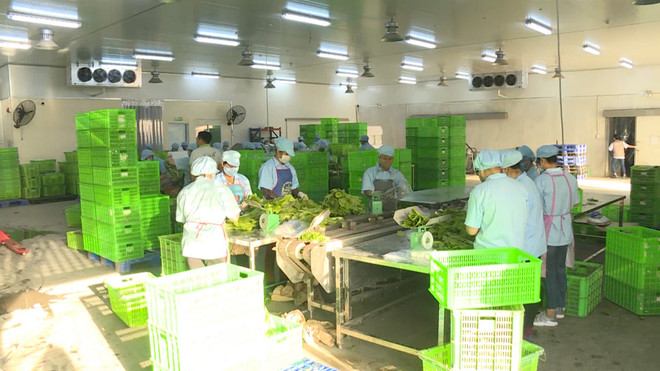 Provincia vietnamita de Quang Ninh por ampliar producción agrícola orgánica ảnh 1 Provincia vietnamita de Quang Ninh por ampliar producción agrícola orgánica ảnh 1