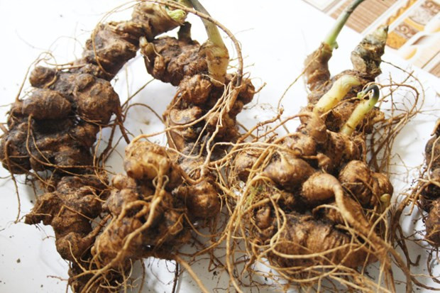 Ginseng Ngoc Linh, un tesoro nacional de Vietnam ảnh 1 Ginseng Ngoc Linh, un tesoro nacional de Vietnam ảnh 1