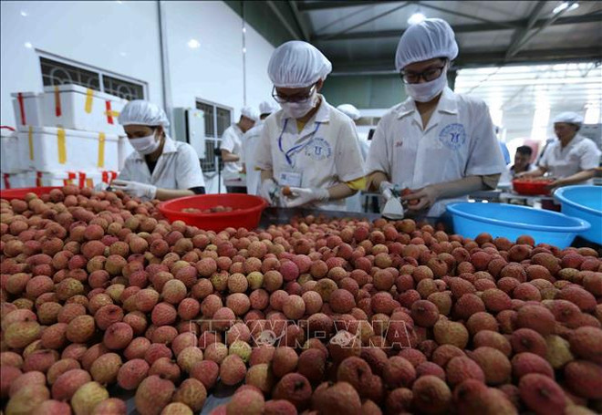 Oportunidades para exportaciones vietnamitas al mercado nórdico ảnh 2 Oportunidades para exportaciones vietnamitas al mercado nórdico ảnh 2
