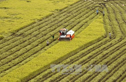 Provincia vietnamita de Hau Giang coopera con Corea del Sur para promover agricultura de alta tecnología ảnh 1 Provincia vietnamita de Hau Giang coopera con Corea del Sur para promover agricultura de alta tecnología ảnh 1