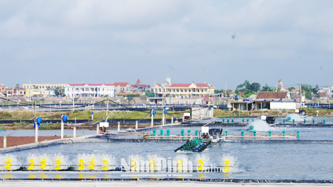 Distrito costero vietnamita de Hai Hau desarrolla economía marítima ảnh 1