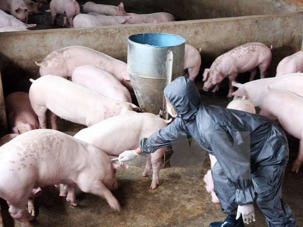 Es necesario acelerar reestructuración ganadera en vísperas de TPP ảnh 1